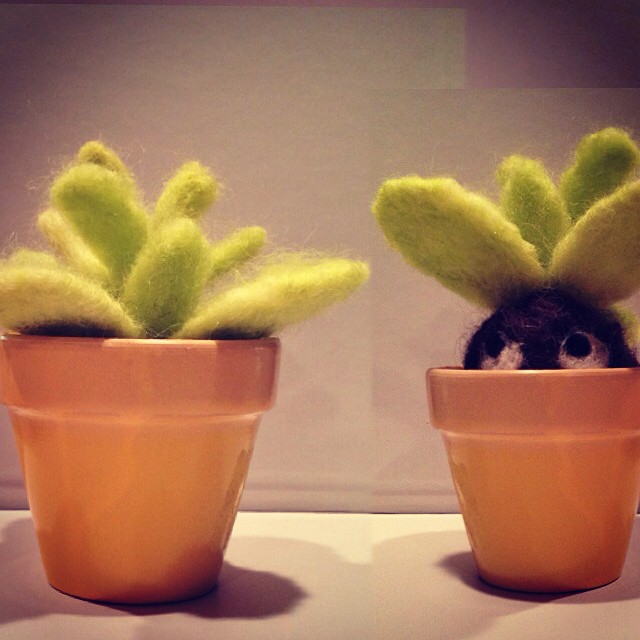 needle felted suculent