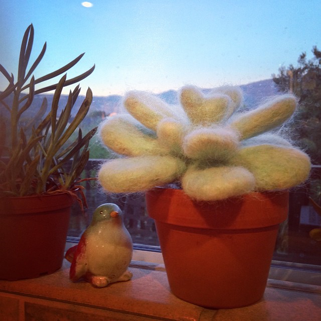 needle felt suculent